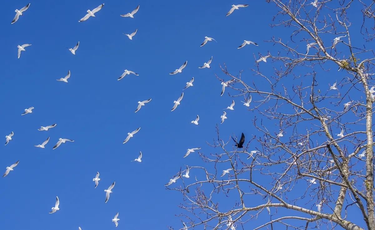 White gulls scattered across a blue sky near bare branches